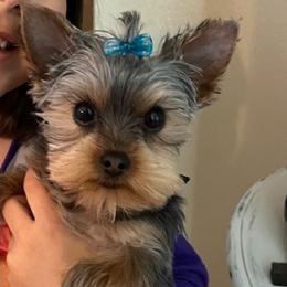 Labrador Retriever and Yorkshire Terrier All Grown Up from Salas Yorkies NV