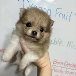 Dragon Fruit - Orange sable male Pomeranian puppy in Anchorage, Alaska from Arctic Pomeranians