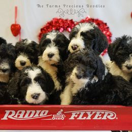 Sheepadoodle Puppies from The Farms Precious Doodles