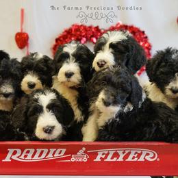 Sheepadoodle Puppies from The Farms Precious Doodles