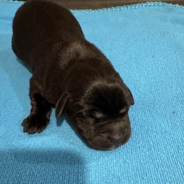 Boy 4 - Black male Labrador Retriever puppy in Conroe, Texas from XOM Retrievers