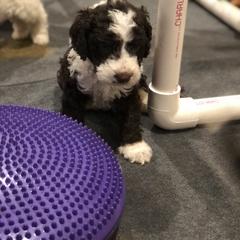 Chinese Crested and Spanish Water Dog Puppies from MilAcres Kennels