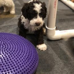Chinese Crested and Spanish Water Dog Puppies from MilAcres Kennels