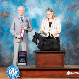 Casino - Scottish Terrier