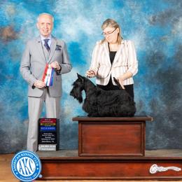 Casino - Scottish Terrier