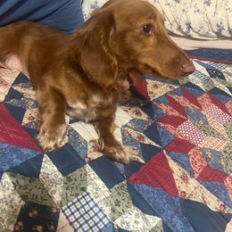 Gary - Red Dachshund puppy in Wappapello, Missouri from Kandb Dachshunds