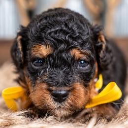 Alder - Phantom male Bernedoodle puppy in Erda, Utah from Country Lane Doodles