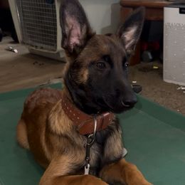 Groot - Red sable male Belgian Malinois puppy in Chino, California from BlueStone K9