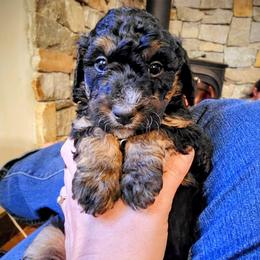 Whitney Houston - Tri-color female Bernedoodle puppy in Pollock Pines, California from Ten Acre Wood Doodles