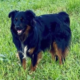 Noki - Miniature Australian Shepherd