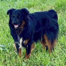 Noki - Miniature Australian Shepherd