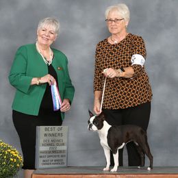 Boston Terrier puppies from Achates Bostons