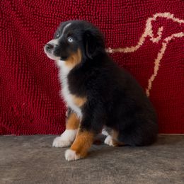 Storm - Miniature Australian Shepherd puppy from Elmo’s Toy and Miniature Australian Shepherds