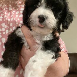 Prince - Black and white male Cavapoo puppy in Mesa, Arizona from Bubble-ishous Cavaliers, Cavapoos and Portadoodles