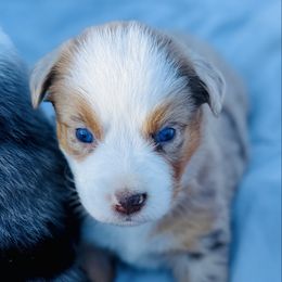 Sands - Red merle female Miniature Australian Shepherd puppy in Hempstead, Texas from Young Gun Aussies
