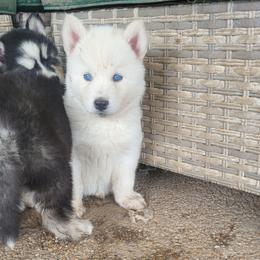 Elise - White female Siberian Husky puppy in Swansea, Illinois from Husky B's