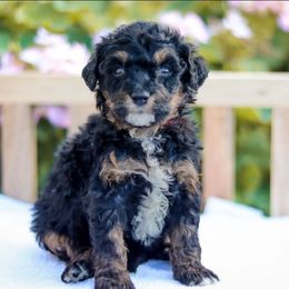 Brownie - Phantom female Bernedoodle puppy in Crete, Nebraska from Doodles & Co