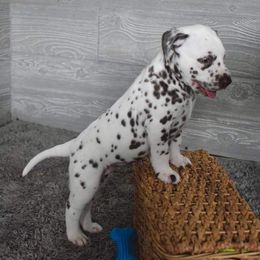 Dalmatian Puppies from Sublime Dalmatians
