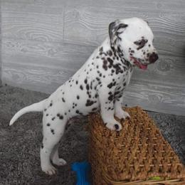 Dalmatian Puppies from Sublime Dalmatians