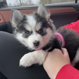 Pomsky and Siberian Husky Puppies from Hemlock Pines Pomsky