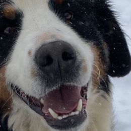 Bernese Mountain Dog Puppies from Bernese Bunker