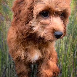Ms Petunia - Red female Cavapoo puppy in Maple Grove, Minnesota from Honey Bit Kennels