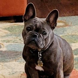 Boujee - French Bulldog