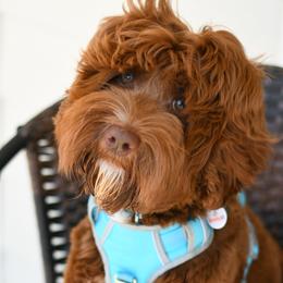 Alfie - Australian Labradoodle