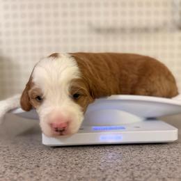 Azalea - Red female Bernedoodle puppy in Irmo, South Carolina from Palmetto Bernedoodles Boutique