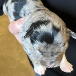 Wynona - Blue merle female Miniature Australian Shepherd puppy in Godley, Texas from Nana and Paws Aussies