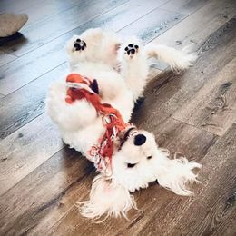 Goldendoodles from Doodle Diva Dogs