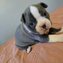 Girl 1 - Silver female Pug puppy in Auburn, Kentucky from Prentice Family Pugs, Bugs & Corgis