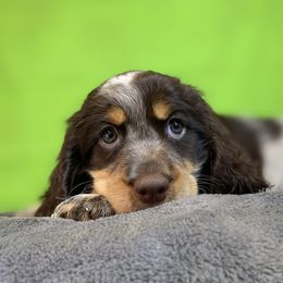 Catalina - Tri-Roan female English Springer Spaniel puppy in Crawford, Tennessee from Lilly Lane Spaniels