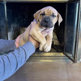 White collar female - Fawn female Boerboel puppy in Rockford, Illinois from Adoraboerboels