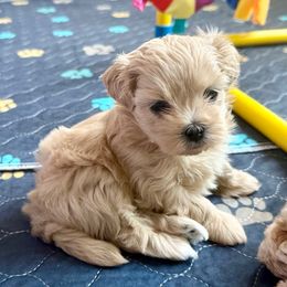 Layla - Gold female Shihpoo puppy in Whitehall 18052, Pennsylvania from Lilli’s Shih tzus and Shih poos