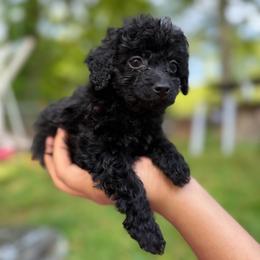 Knight - Black male Poodle puppy in Chattanooga, Tennessee from Joy-Fur Puppies