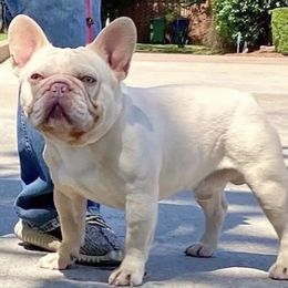 Fifty shades of cream - French Bulldog