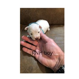 Miniature Schnauzer Puppies from RNH Schnauzers