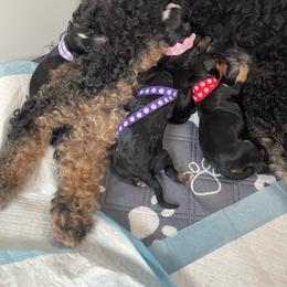 Bernedoodle puppies from Hilary’s Doodle Ranch