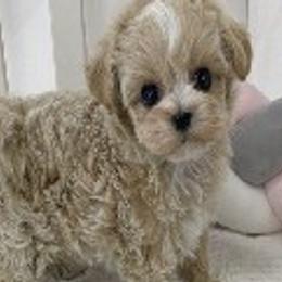 Maltese, Maltipoos, and Poodles from Joyful Pups