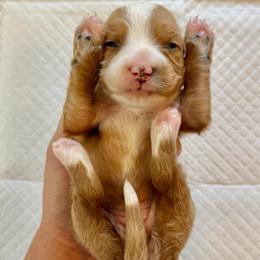 Red and White Bicolor Female - Red female Bernedoodle puppy in Brooksville, Florida from Kruger Doodles