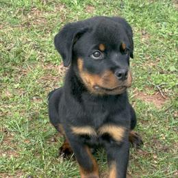 Boy 1 - Black and mahogany male Rottweiler puppy in Smyrna, Georgia from HYIQ