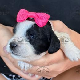 Miss. Yellow-2200 - Piebald female Dachshund puppy in Sparr, Florida from From the Heart Doxies