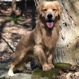 Golden Retrievers from North Star Retrievers