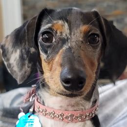 Dachshunds from Maes Doxies