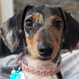 Dachshunds from Maes Doxies