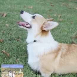 Ivan - Pembroke Welsh Corgi