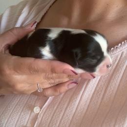 2nd born - Black and white male Cavatzu puppy in Turlock, California from Charming Woofs