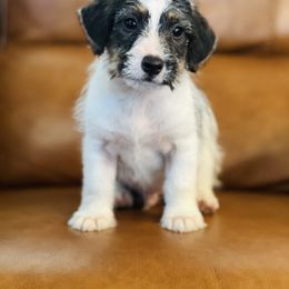 Korey - Tri-color male Russell Terrier puppy in Lufkin, Texas from Dixie-Rose JRT