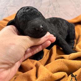 Canyon - Black male Poodle puppy in Beaumont, Texas from Lingo Standard Poodles